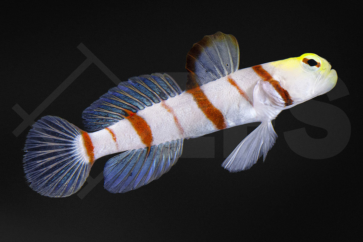 Stonogobiops dracula - Dracula-Wächtergrundel