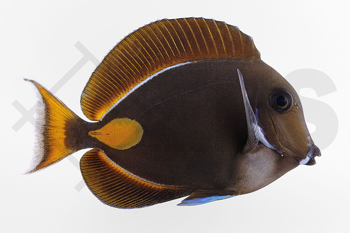 Acanthurus achilles - Achilles Doktorfisch