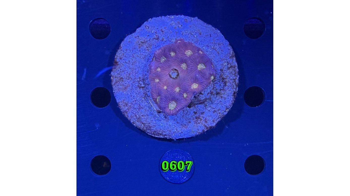 Favites sp. WYSIWYG 0607