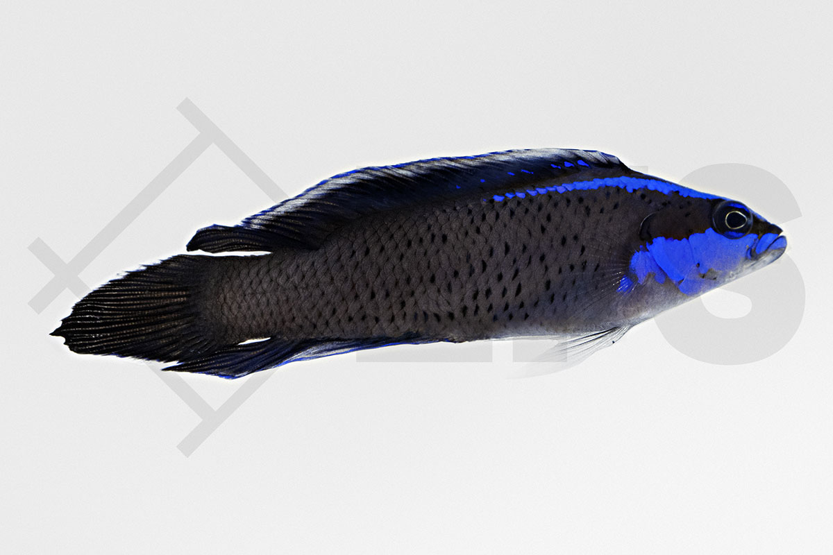 Pseudochromis springeri - Springers Zwergbarsch NZ