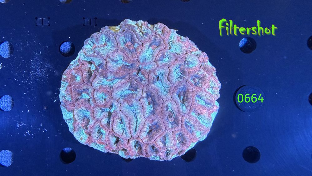 Favia sp. WYSIWYG 0664