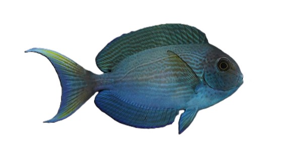Acanthurus tompsoni - Weißschwanz Doktorfisch