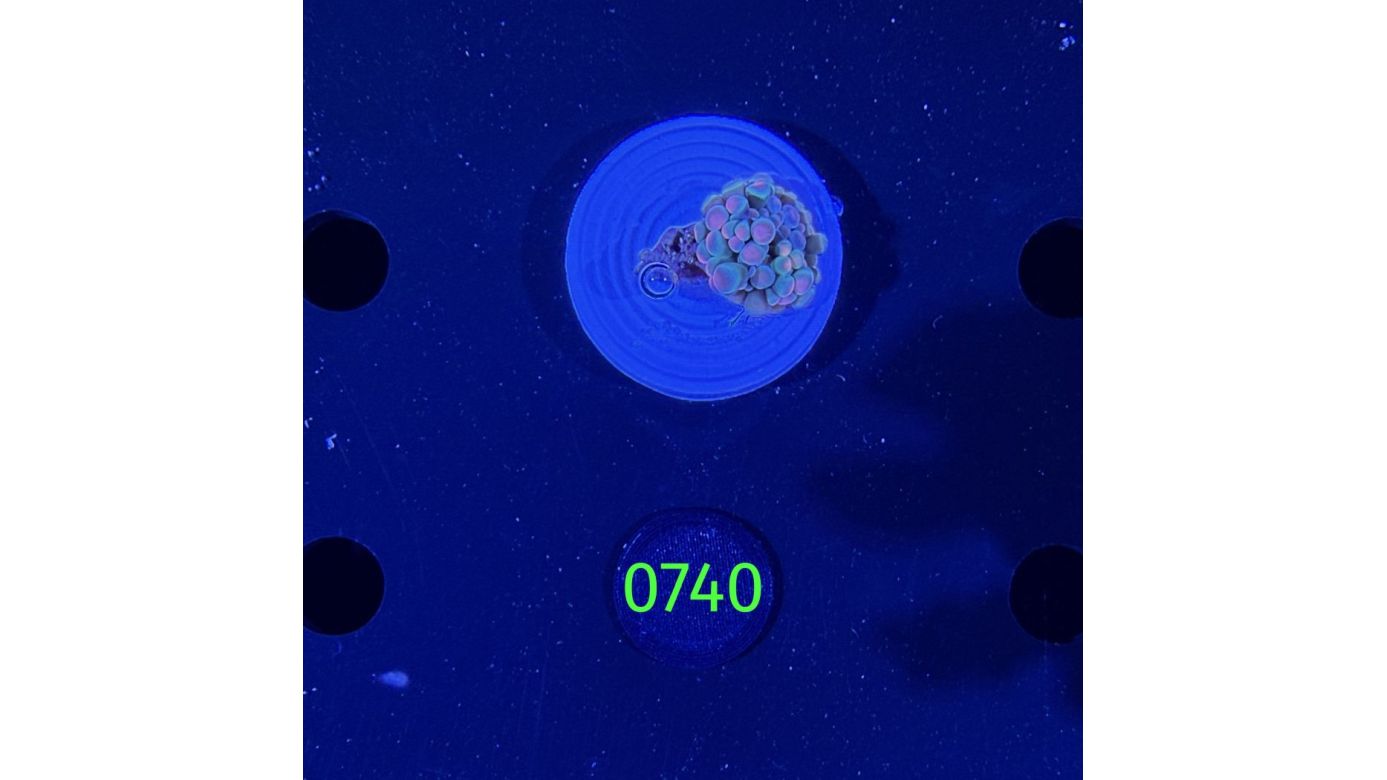 Ricordea sp. WYSIWYG 0740