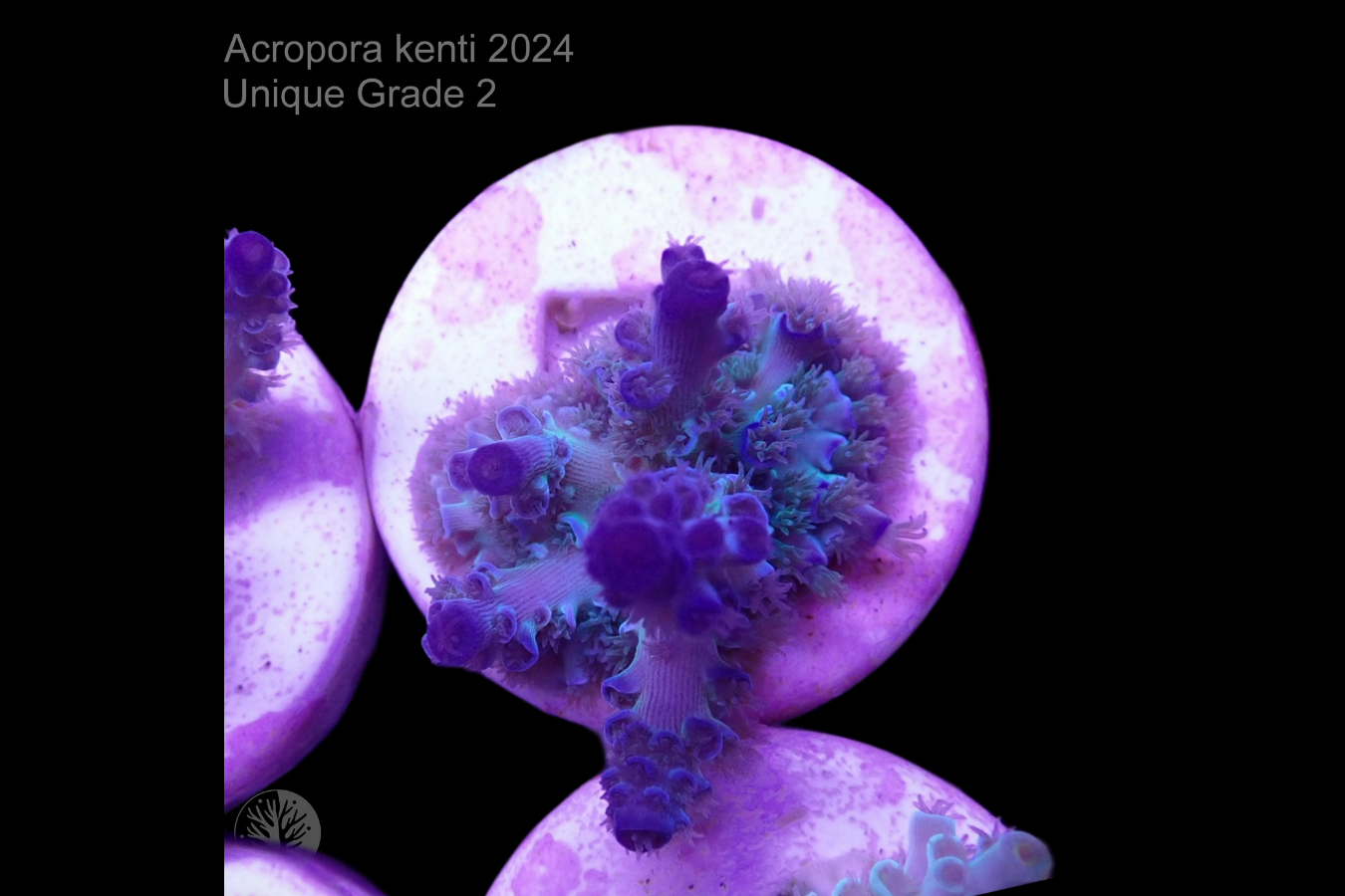 SciReef Acropora kenti Unique Grade 3 0300