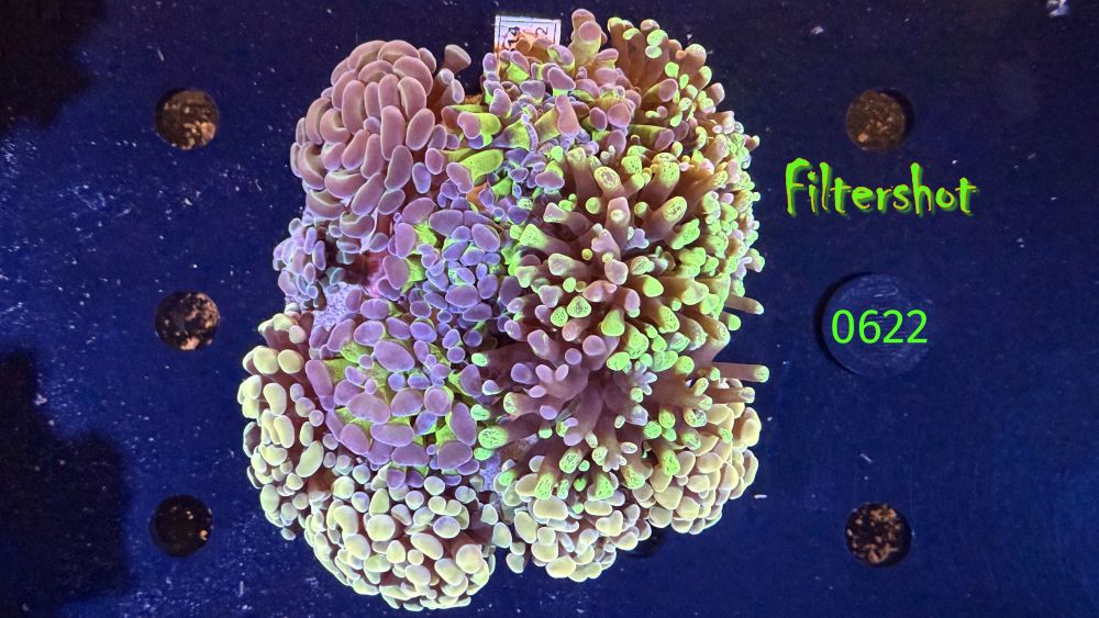 Euphyllia paraancora Kolonie WYSIWYG 0622