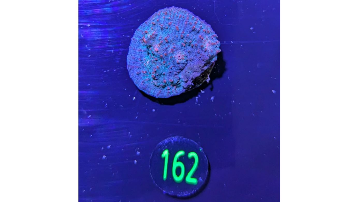 Echinophyllia sp. - Kelchkoralle Water and Lava Deutsche Nachzucht 0162