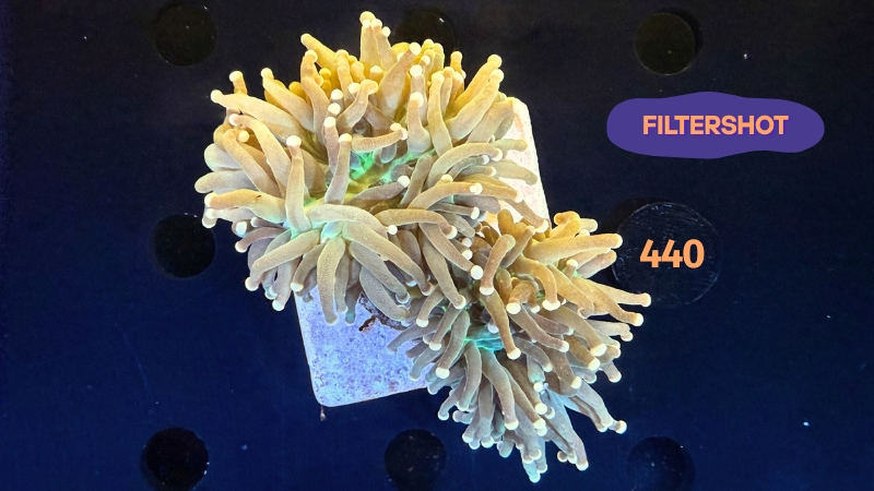 Euphyllia glabrescens WYSIWYG 0440