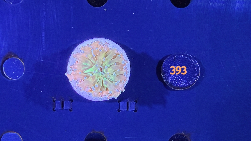 Euphyllia paradivisa - Froschlaichkoralle 0393