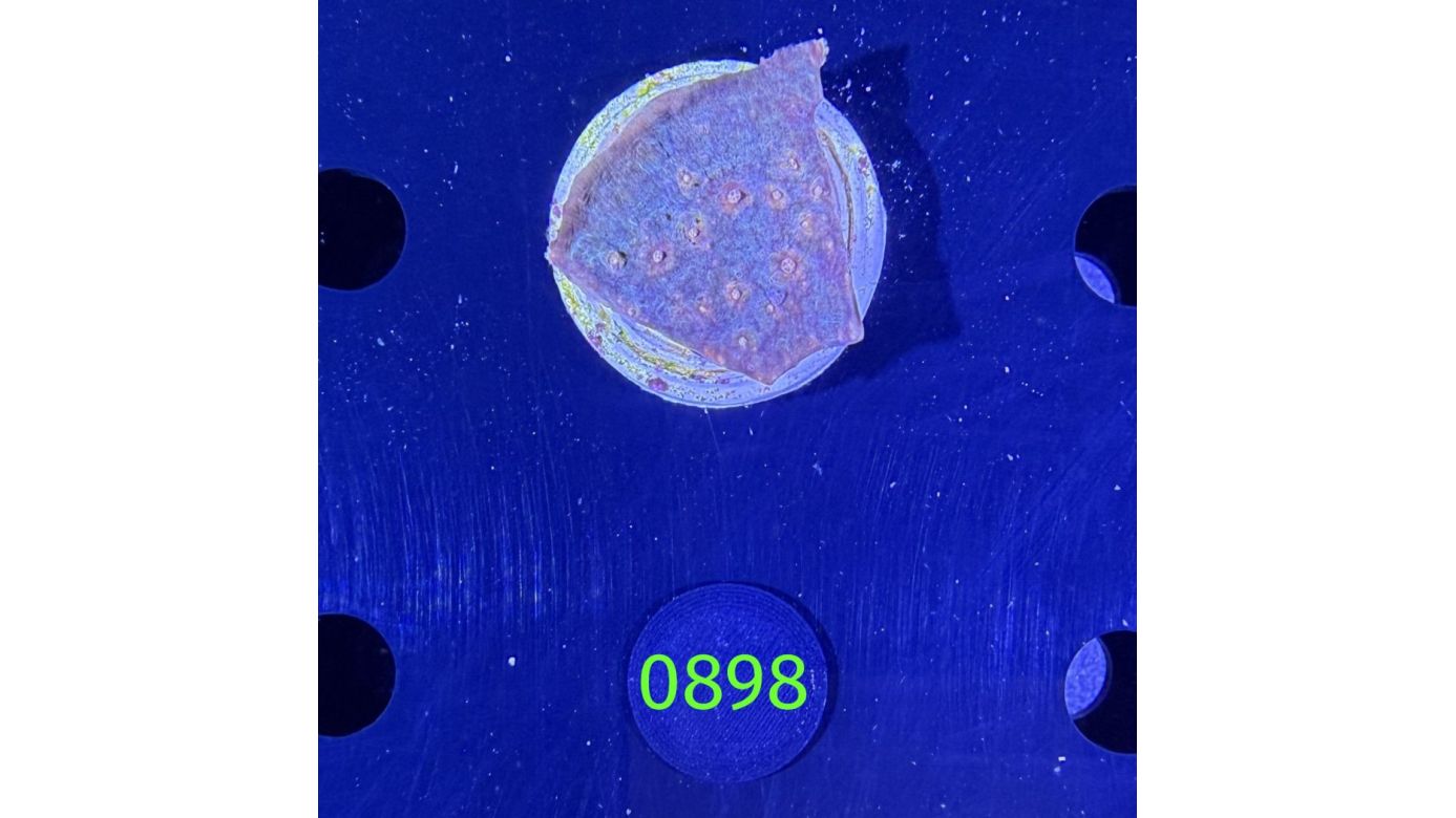 Echinophyllia sp. - Großpolypige Steinkoralle DNZ 0898