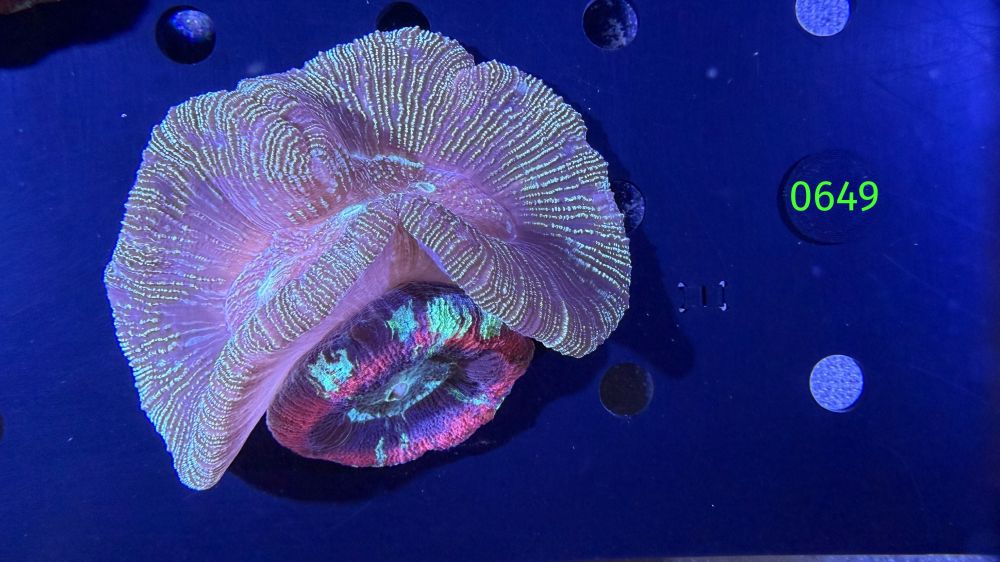 Trachyphyllia geoffroyi WYSIWYG 0649