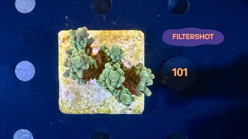 Acropora sp. WYSIWYG 0101