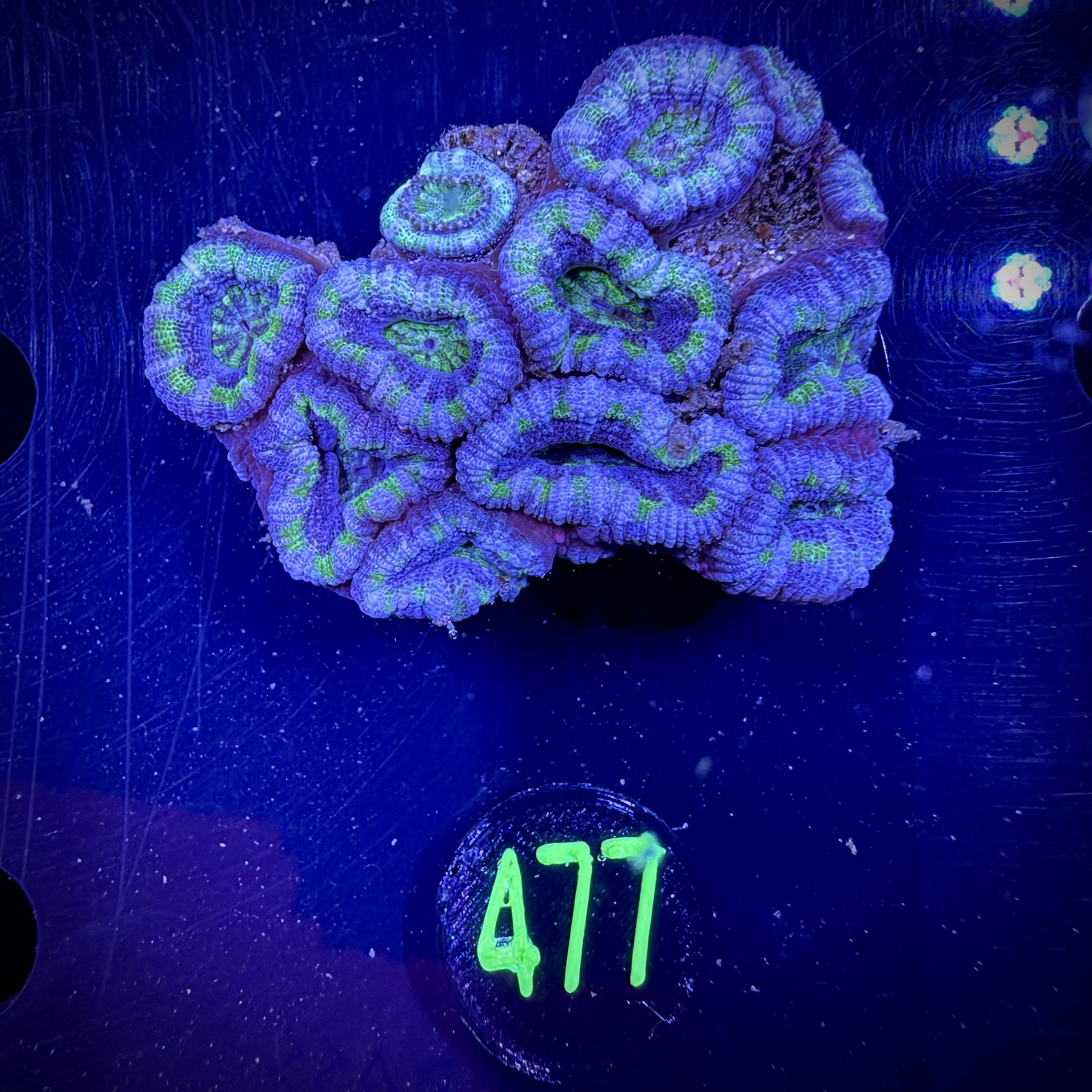 Acanthastrea lordhowensis -Ausi- WYSIWYG 0477
