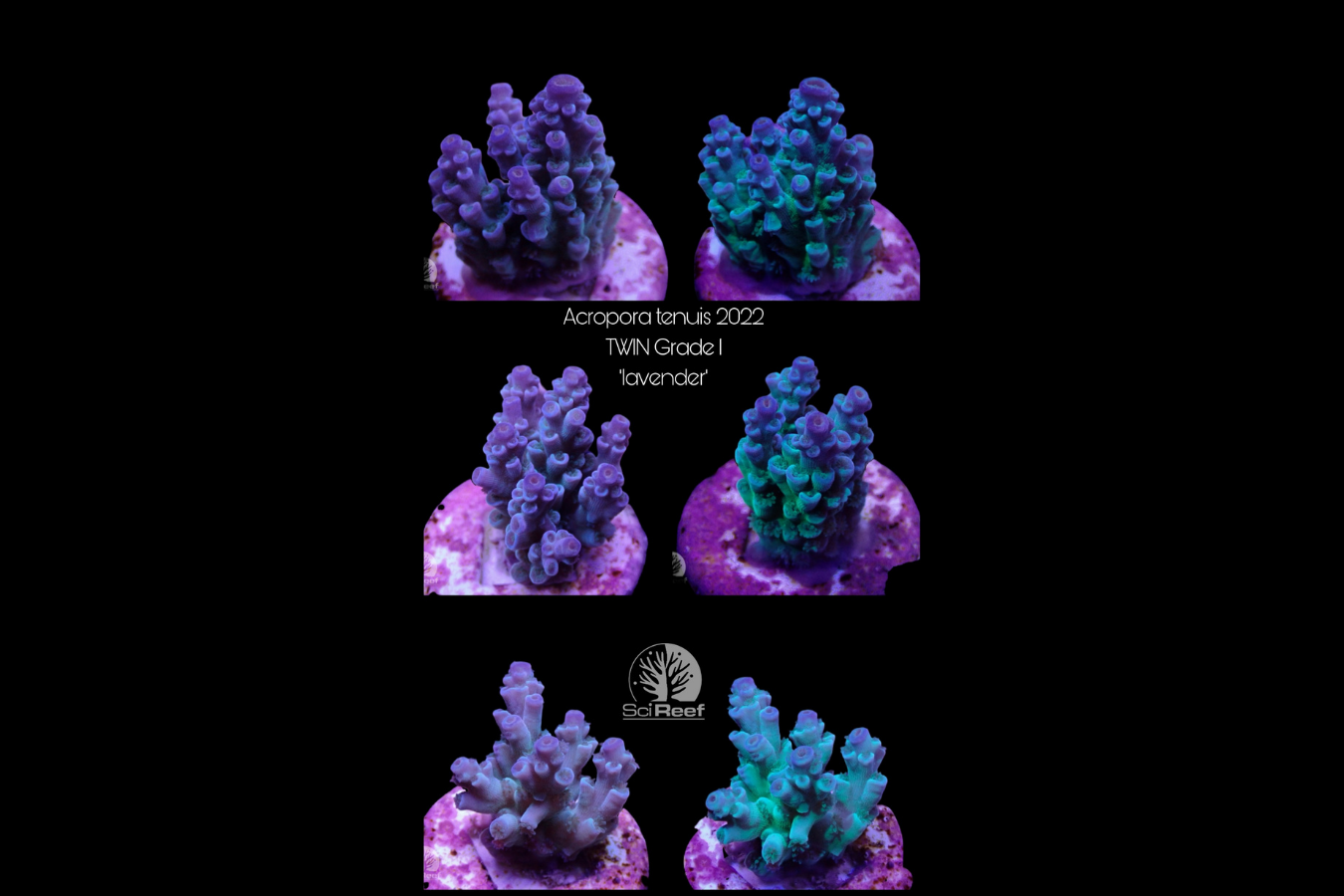 SciReef Acropora tenuis TWIN Grade 1 "lavender" 0292