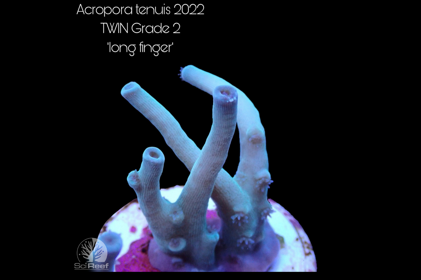 SciReef Acropora tenuis TWIN Grade 2 "long finger" 0293