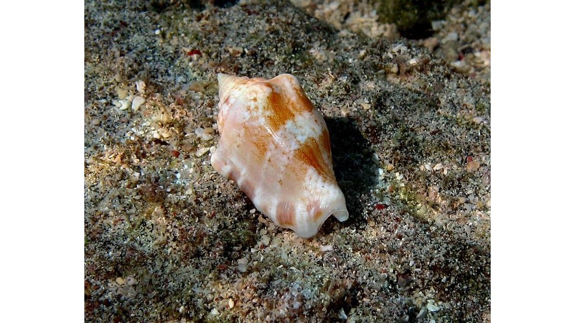Canarium Mutabile - Veränderliche Flügelschnecke