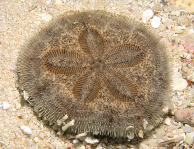 Clypeaster australasiae - Sanddollar