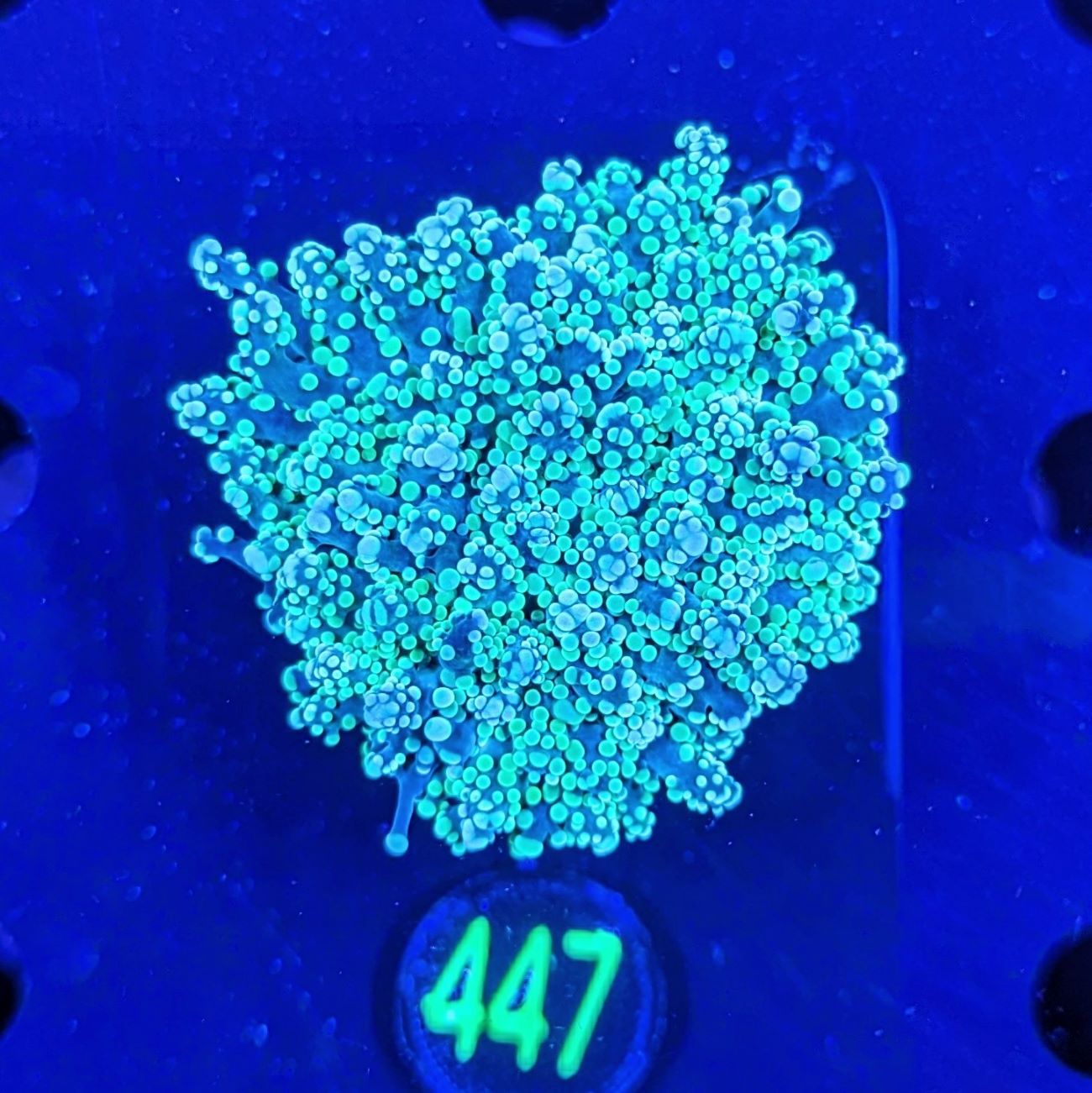 Euphyllia yaeyamaensis neongrün 0447