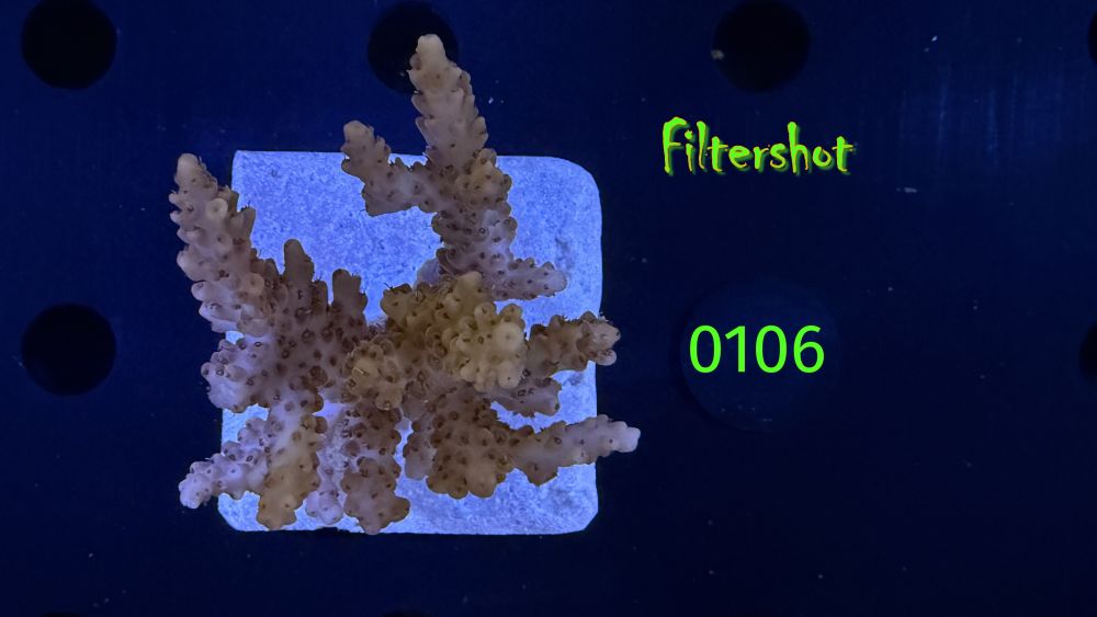 Acropora sp. WYSIWYG 0106