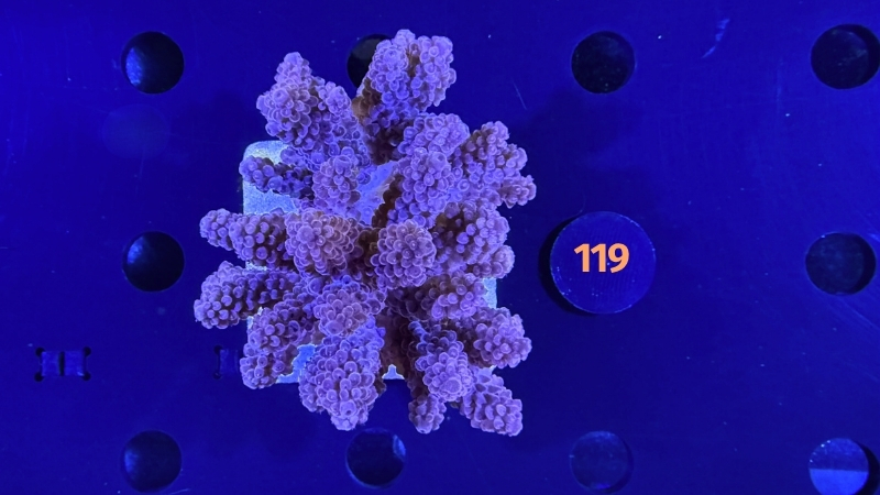 Acropora sp. WYSIWYG 0119
