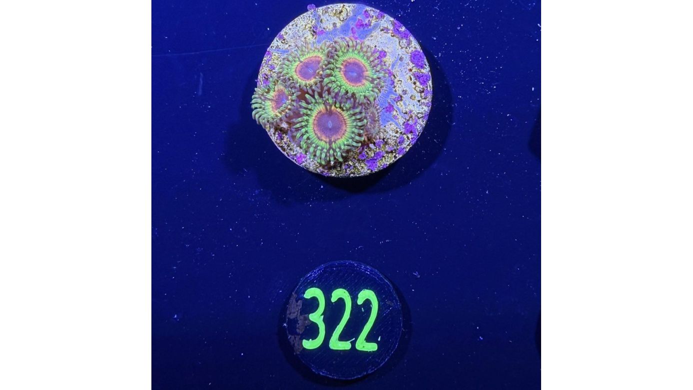 Zoanthus sp.-  Krustenanemone Little shop of horrors PlanktonPlus Nachzucht 0322