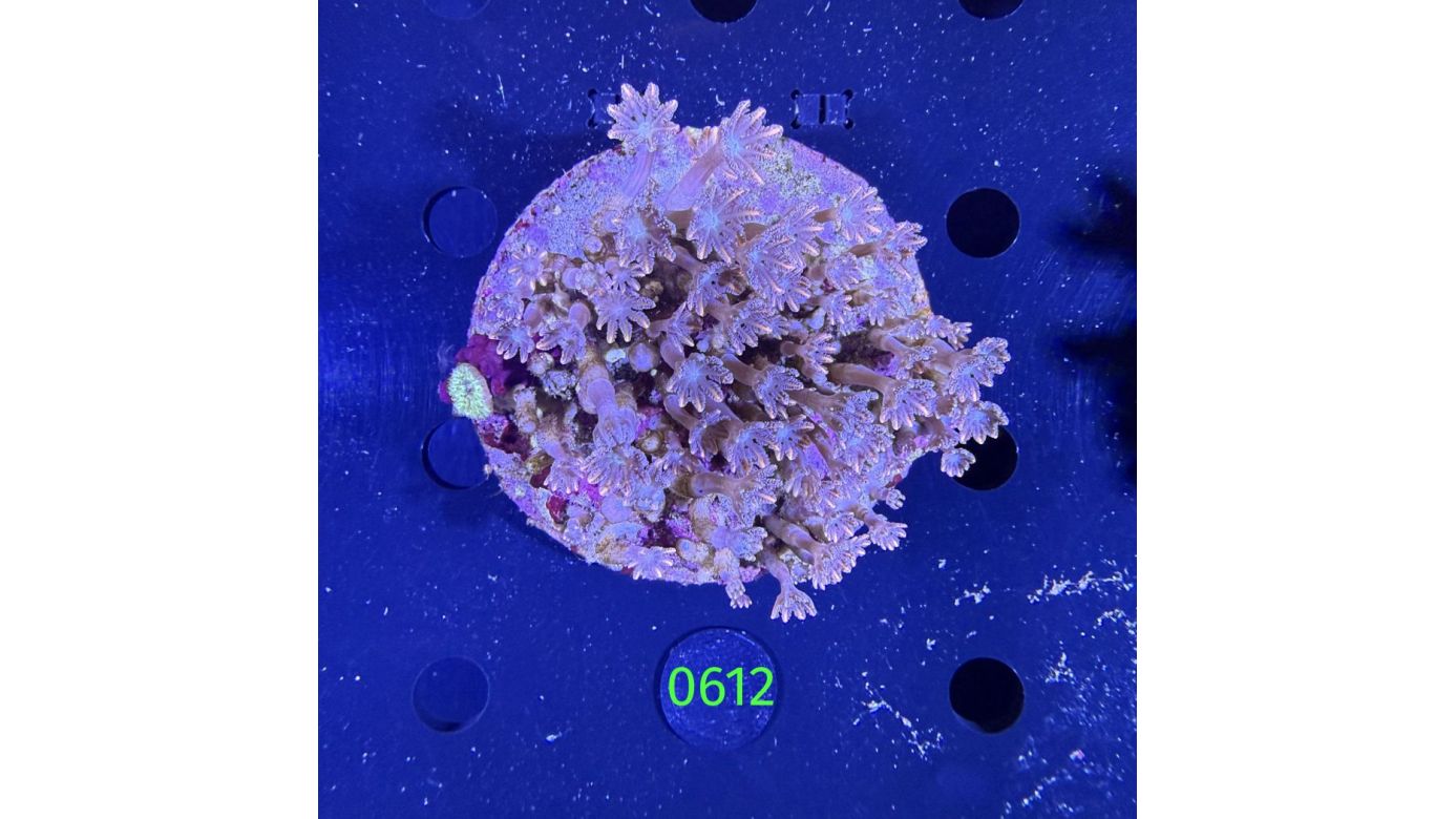 Clavularia spec. WYSIWYG 0612