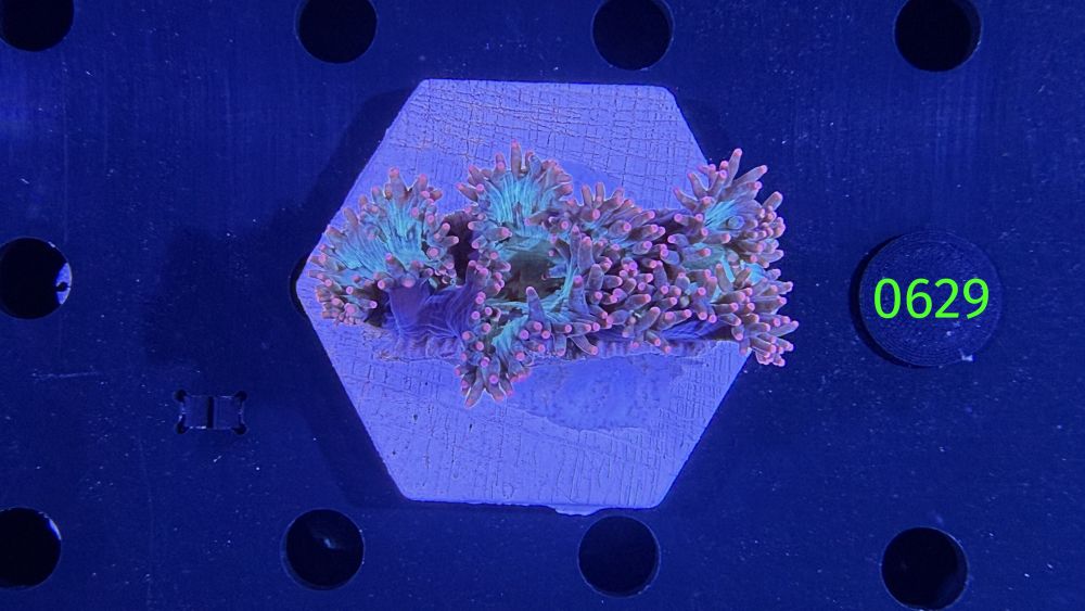 Catalaphyllia jardinei WYSIWYG 0629