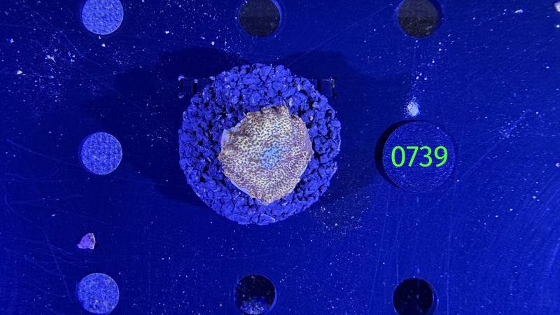 Discosoma sp. WYSIWYG 0739