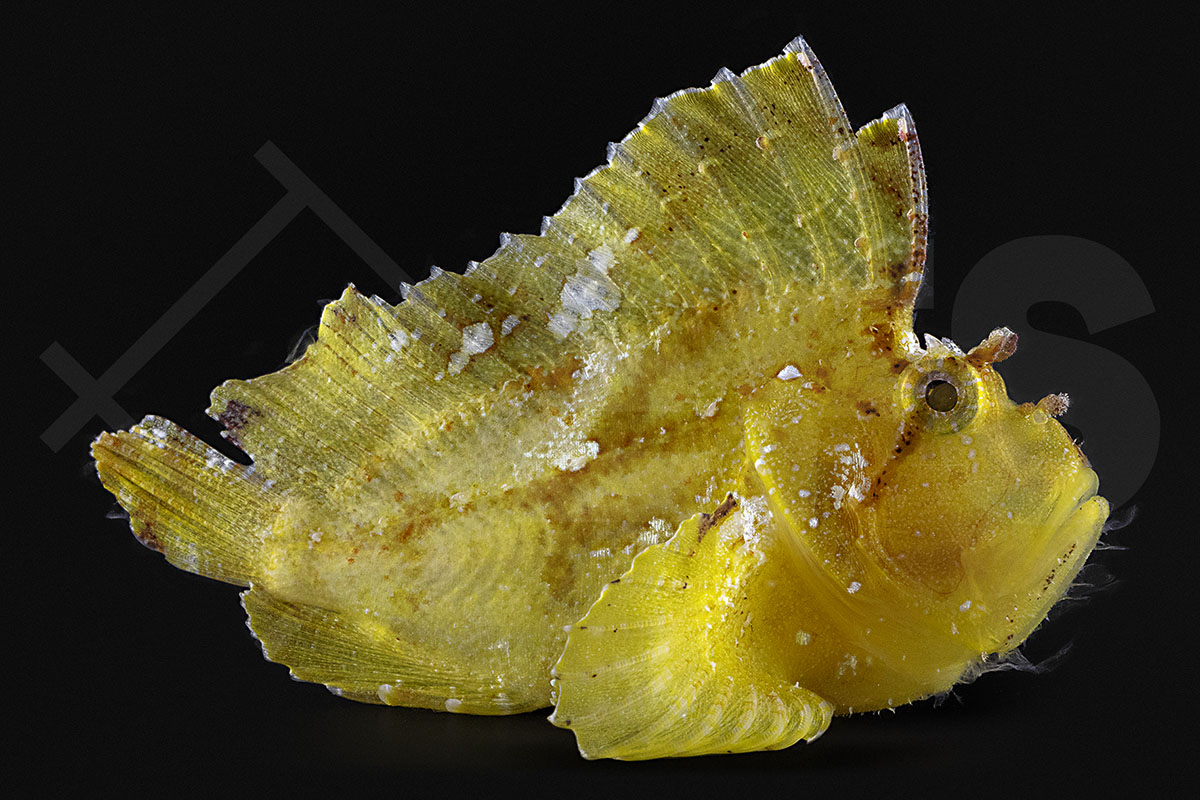 Taenianotus triacanthus - Schaukelfisch Gelb Grün