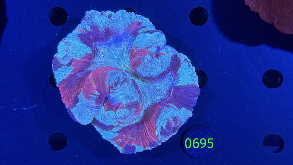 Trachyphyllia geoffroyi WYSIWYG 0695