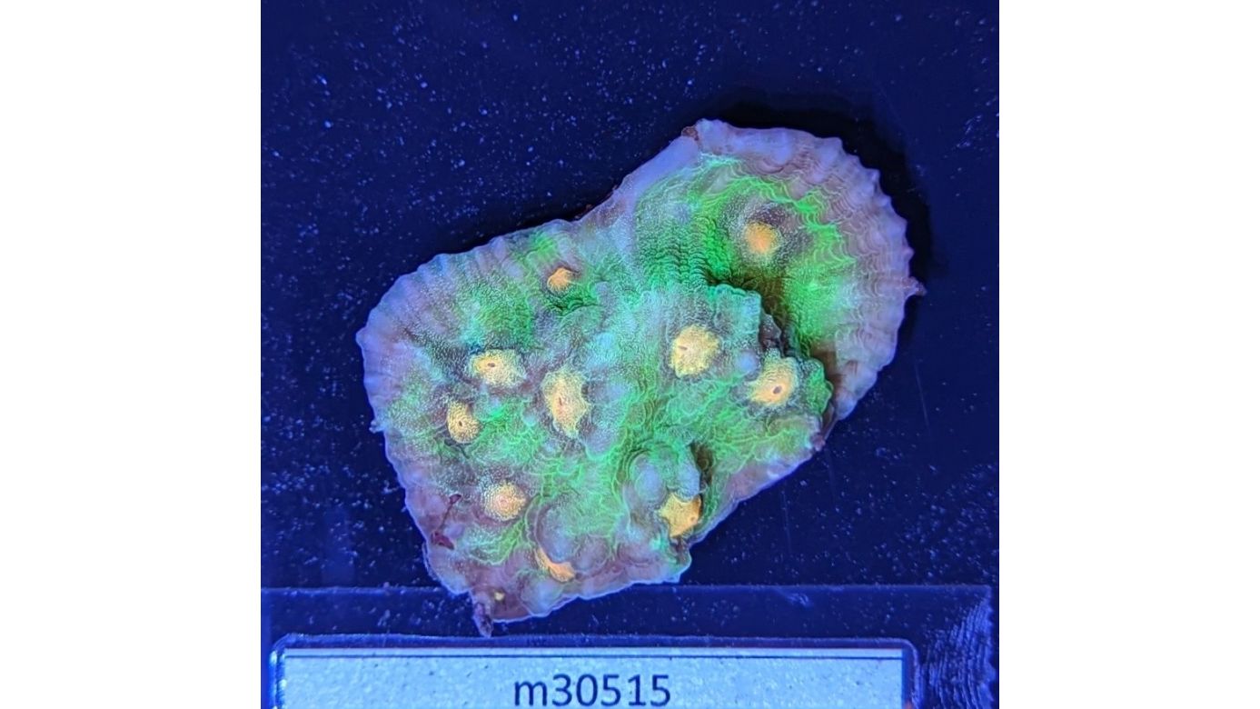 Echinophyllia sp. - Kelchkoralle Raja Rampage Deutsche Nachzucht 0041