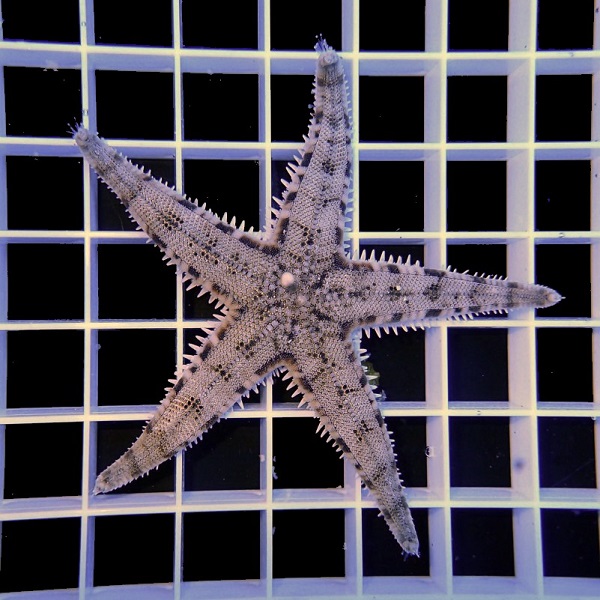 AKTION: Archaster typicus - Grabender Seestern