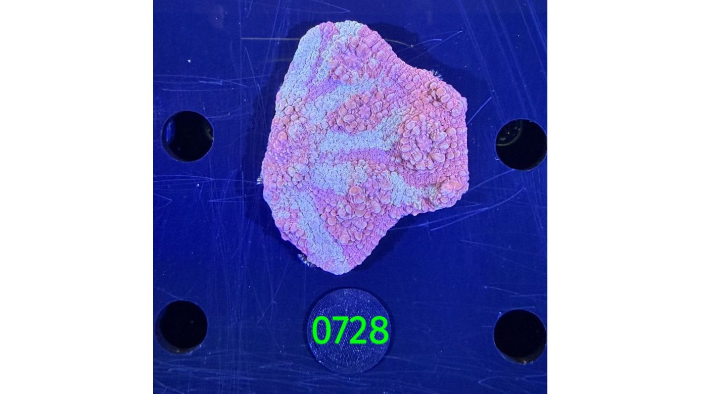 Echinophyllia/Chalice WYSIWYG 0728