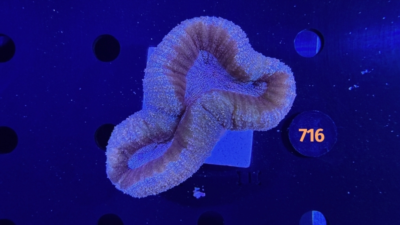 Lobophyllia sp. WYSIWYG 0716