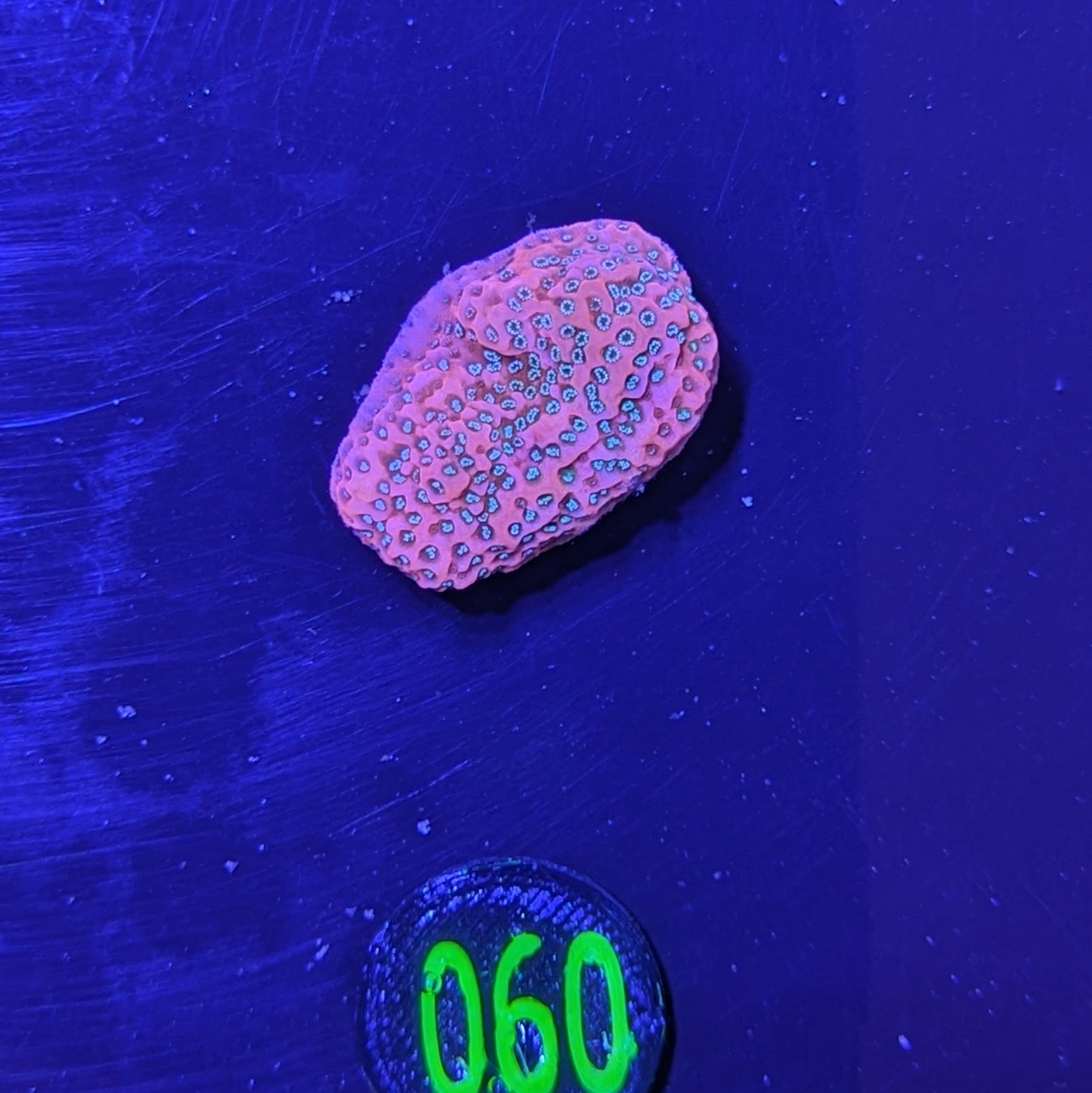 Montipora sp.- Kleinpolypige Steinkoralle Tropical Thunder Deutsche Nachzucht 0060