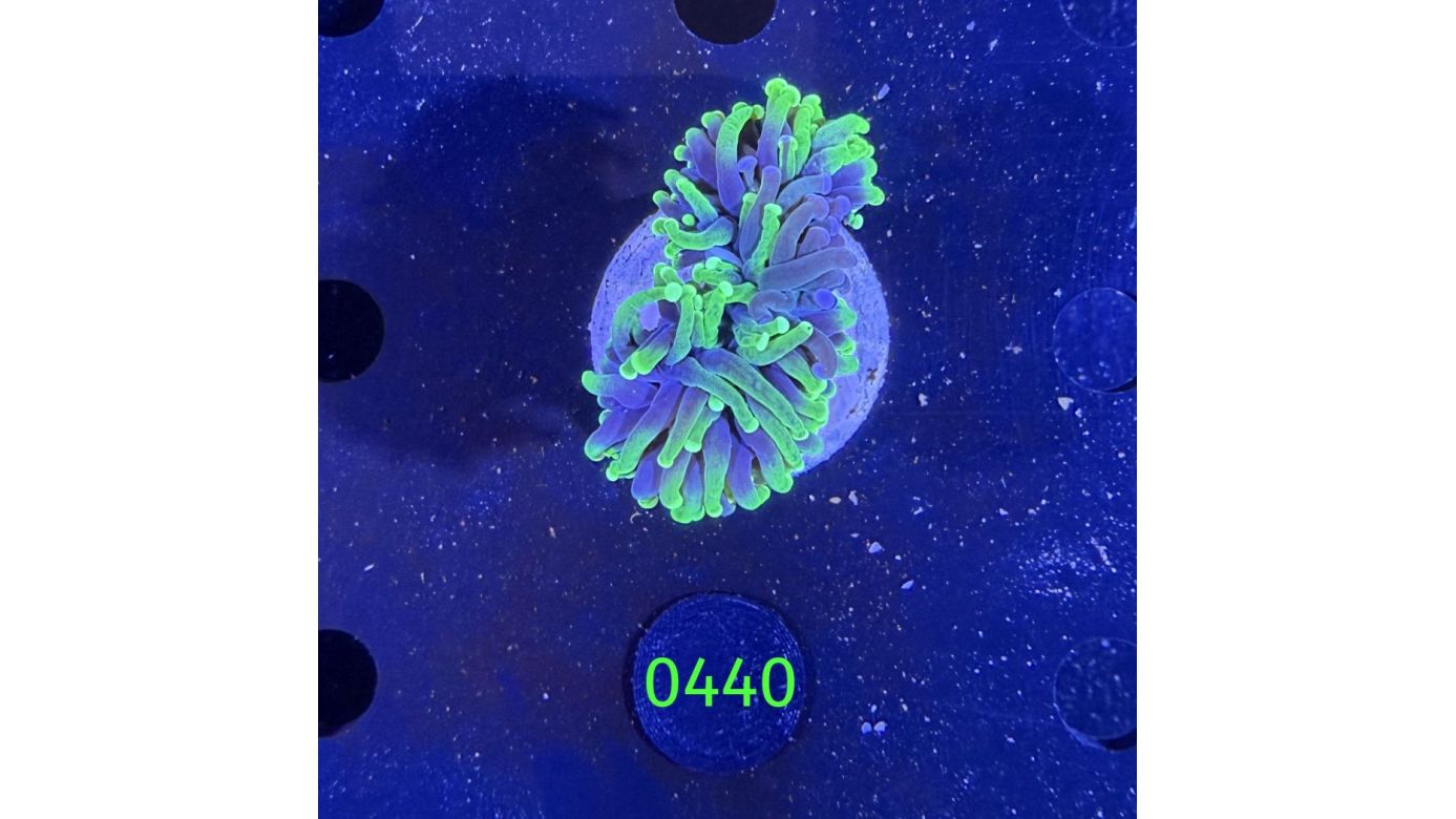 Euphyllia glabrescence - Grafted Scarface Torch WYSIWYG 0440