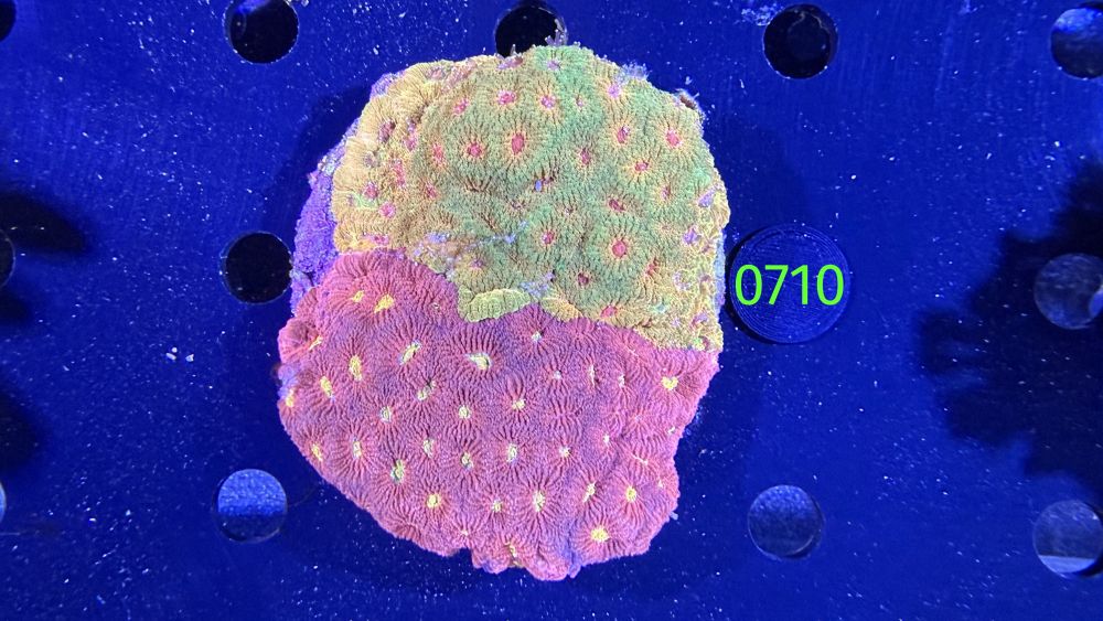 Favia sp. WYSIWYG 0710