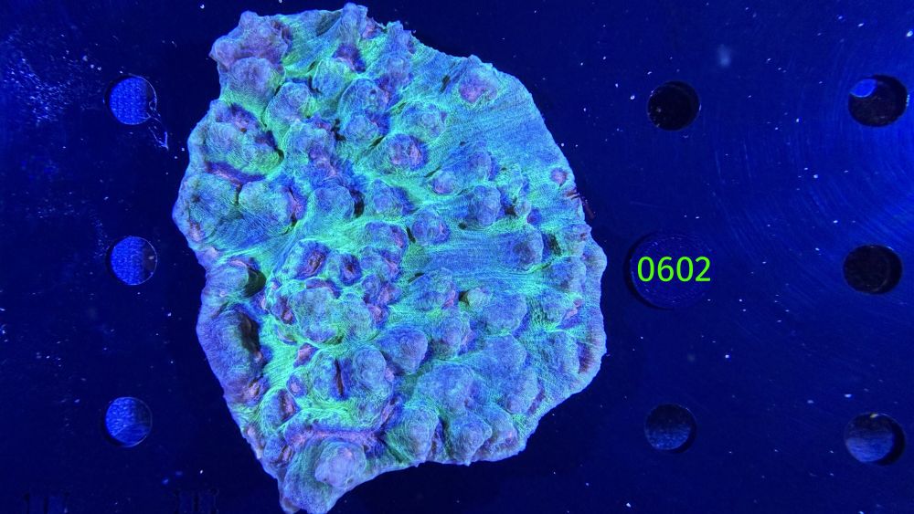 Echinophyllia/Chalice WYSIWYG 0602