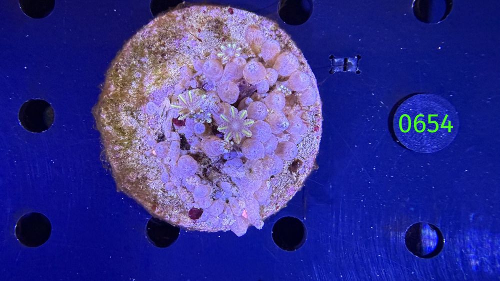 Clavularia spec. WYSIWYG 0654