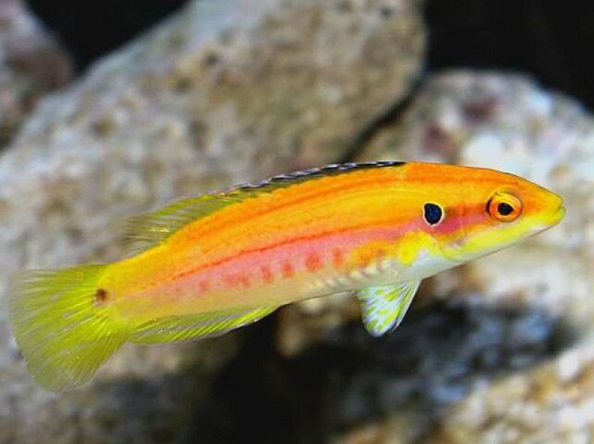 Bodianus bimaculatus - Zweipunktlippfisch