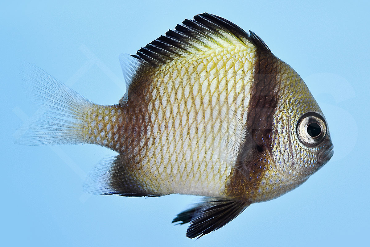 Dascyllus reticulatus - Netz-Preussenfisch