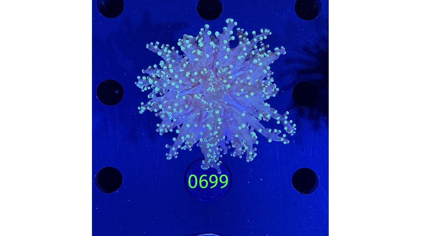 Euphyllia yaeyamensis - Octopuslkoralle 0699