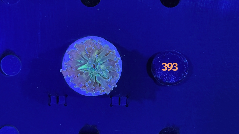 Euphyllia paradivisa - Froschlaichkoralle 0393