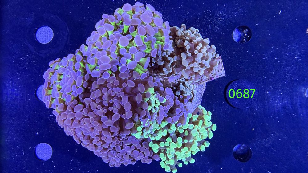 Euphyllia paraancora Kolonie WYSIWYG 0687