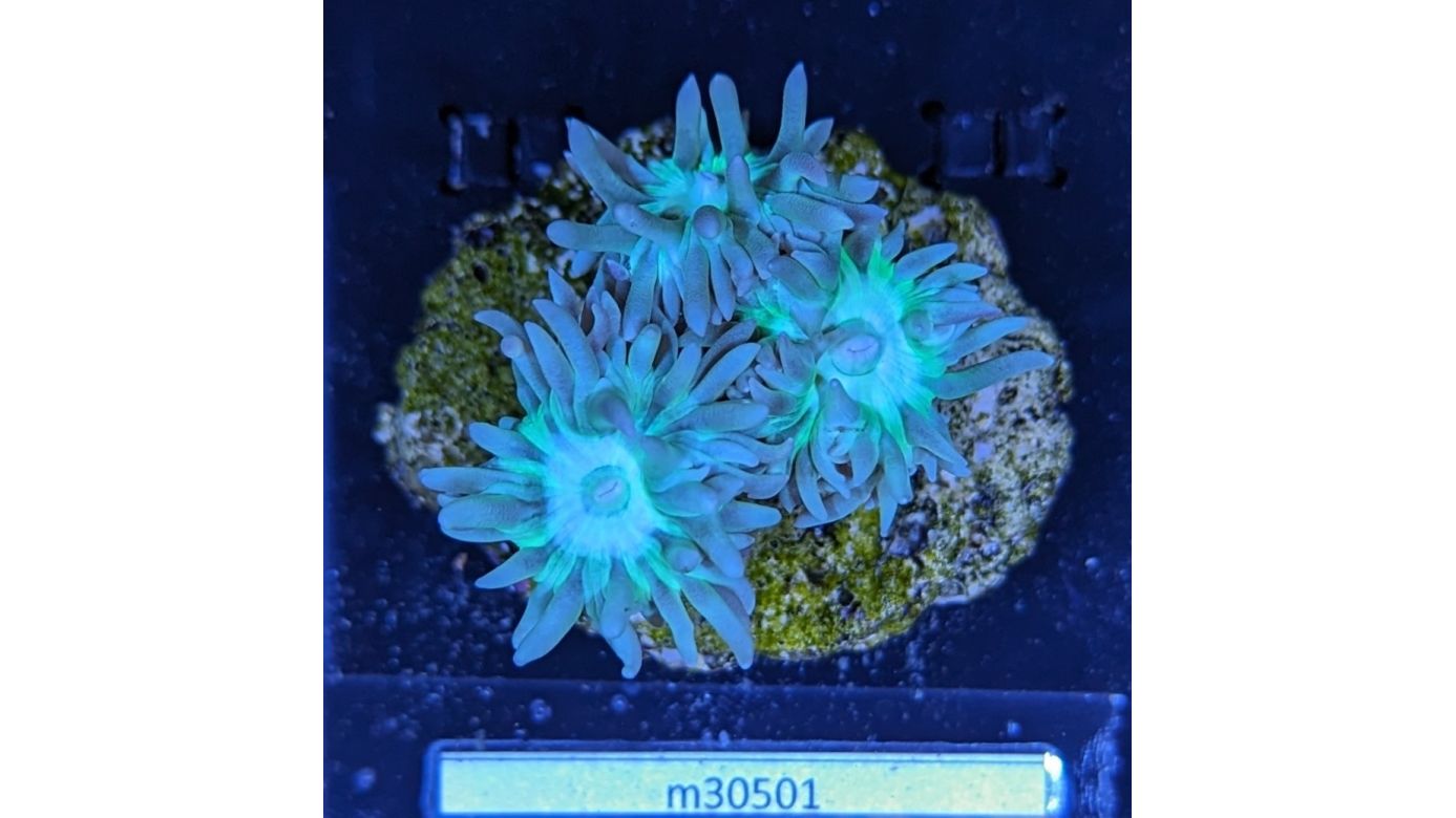 Duncanopsammia Axifuga - Bartkoralle blau/grün Deutsche Nachzucht 0037