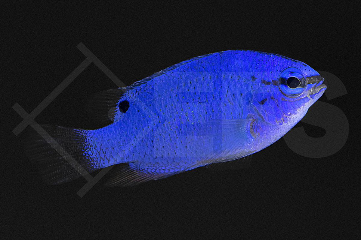 Chrysiptera cyanea - Saphir-Demoiselle