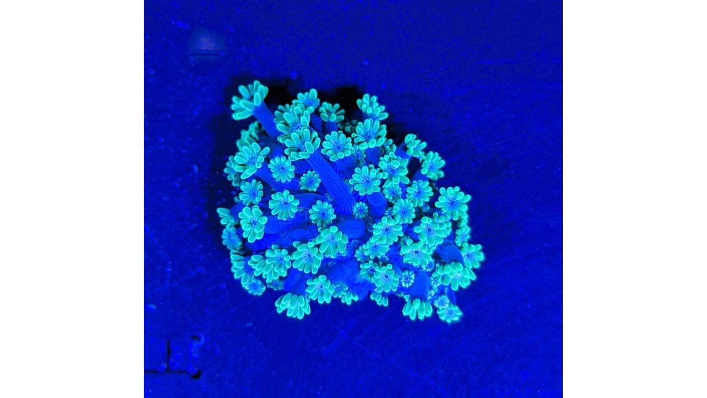 Alveopora Grün - Margeritenkoralle PlanktonPlus Nachzucht 0014