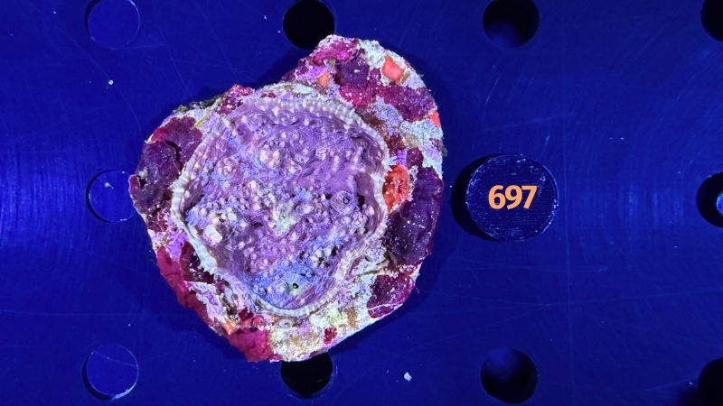 Echinophyllia sp. WYSIWYG 0697