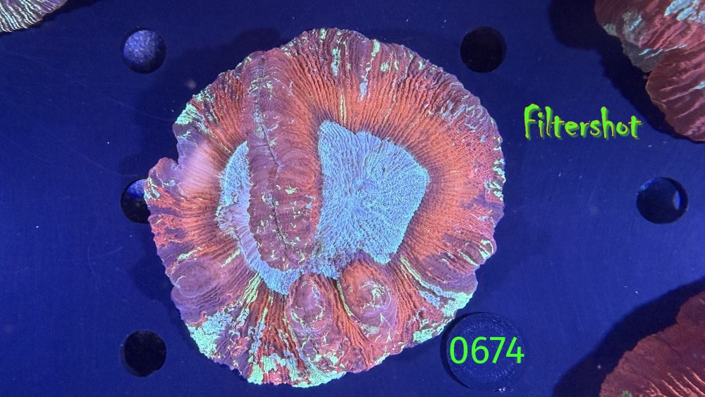 Trachyphyllia geoffroyi WYSIWYG 0674