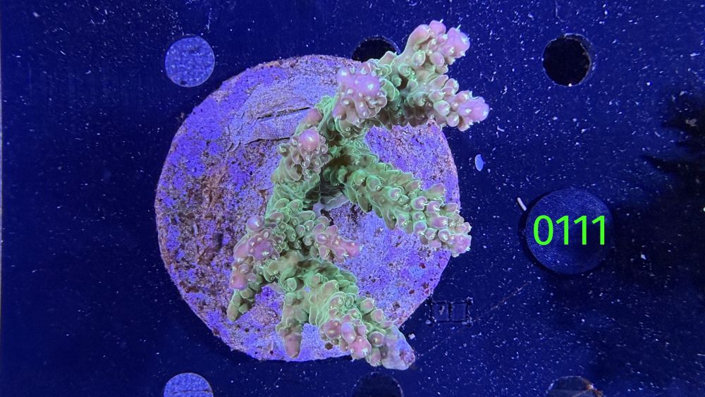 Acropora sp. WYSIWYG 0111
