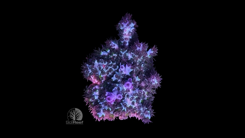SciReef Acropora kenti TWIN MAXX Grade 2 0291